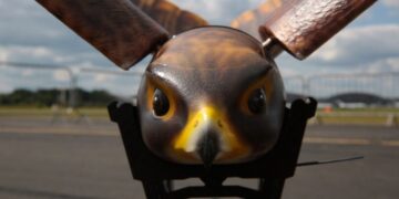 Robot Falcon Protects Airports