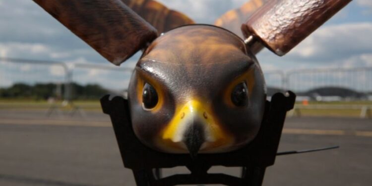 Robot Falcon Protects Airports