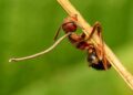 Fungus Turns Ants Into Zombies