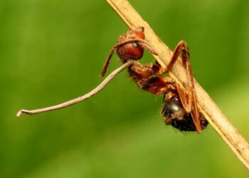 Fungus Turns Ants Into Zombies