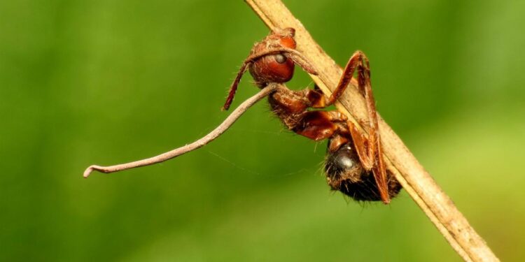 Fungus Turns Ants Into Zombies