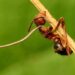 Fungus Turns Ants Into Zombies