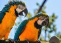 Parrot Teaches Others Human Words