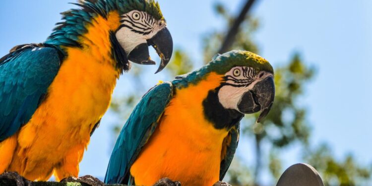 Parrot Teaches Others Human Words