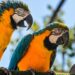 Parrot Teaches Others Human Words