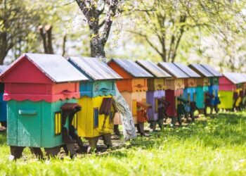 Solar-Powered Bee Hive Works