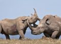 Lab-Grown Rhino Horn Sold