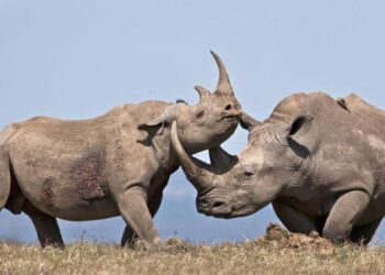Lab-Grown Rhino Horn Sold