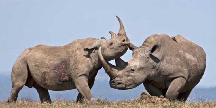 Lab-Grown Rhino Horn Sold