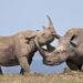 Lab-Grown Rhino Horn Sold