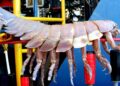 Deep-Sea Giant Isopod Filmed