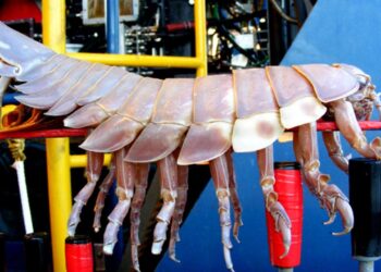 Deep-Sea Giant Isopod Filmed