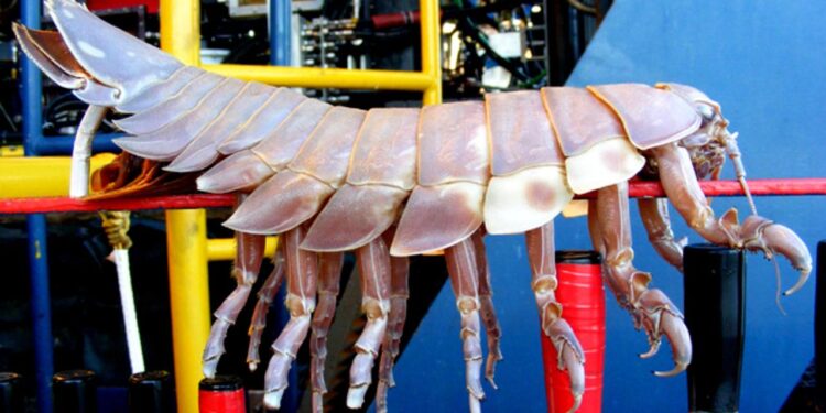 Deep-Sea Giant Isopod Filmed