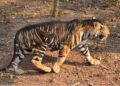 Rare Black Tiger Photographed