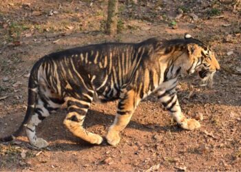 Rare Black Tiger Photographed