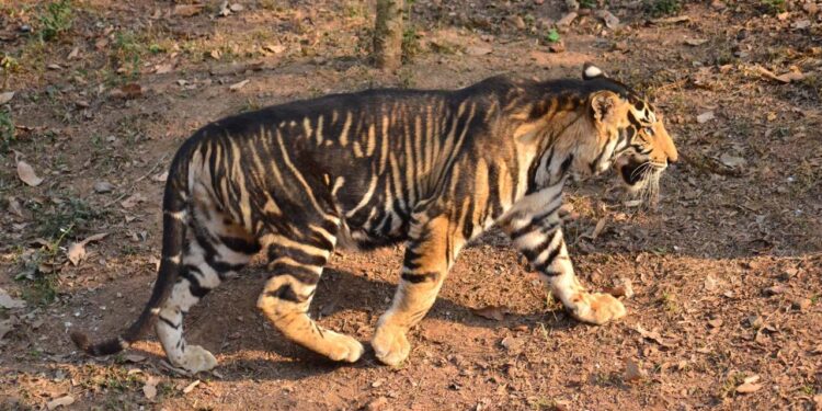 Rare Black Tiger Photographed