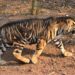 Rare Black Tiger Photographed