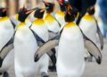 Penguin Walks 3,000 Kilometers