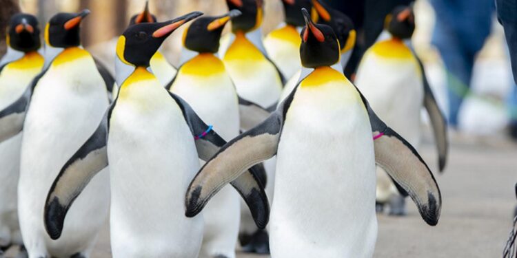 Penguin Walks 3,000 Kilometers