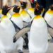 Penguin Walks 3,000 Kilometers