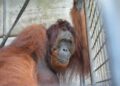 Rescued Orangutan Returns Home