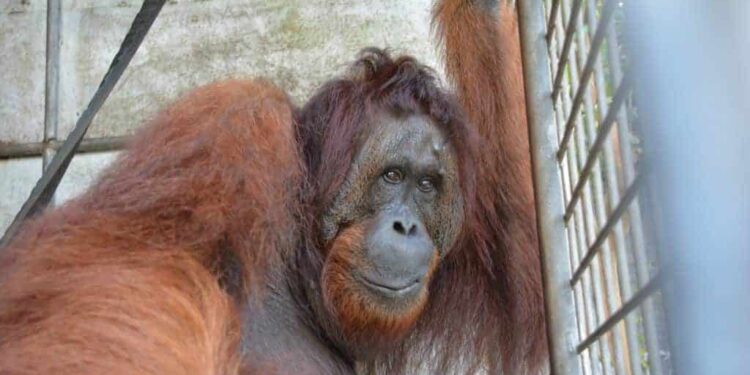 Rescued Orangutan Returns Home