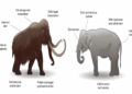 Ancient Mammoth DNA Revived