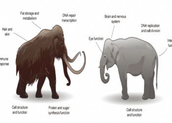 Ancient Mammoth DNA Revived