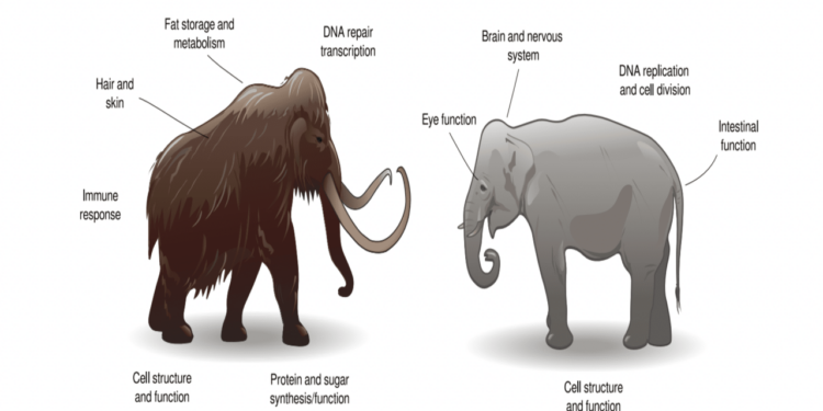Ancient Mammoth DNA Revived