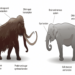 Ancient Mammoth DNA Revived