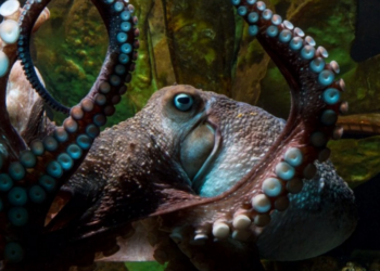 Octopus Escapes Research Lab