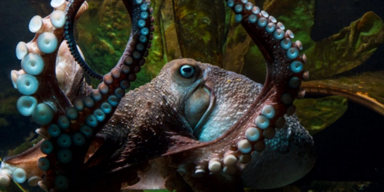 Octopus Escapes Research Lab