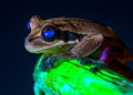 New Bioluminescent Frog Discovered
