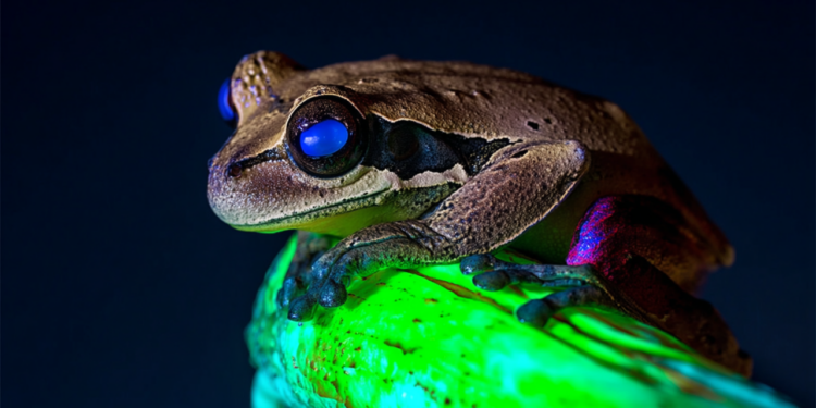 New Bioluminescent Frog Discovered