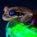 New Bioluminescent Frog Discovered