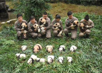 Panda Triplets Born In Captivity
