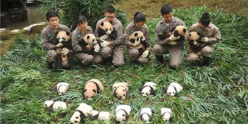Panda Triplets Born In Captivity