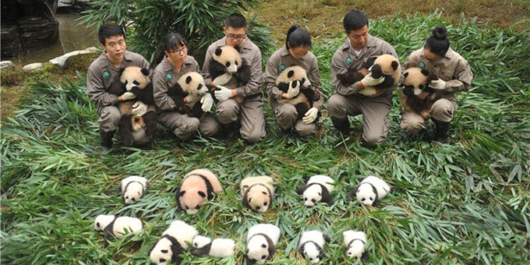 Panda Triplets Born In Captivity