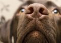 Dog Detects Long COVID Accurately