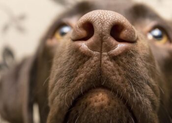 Dog Detects Long COVID Accurately