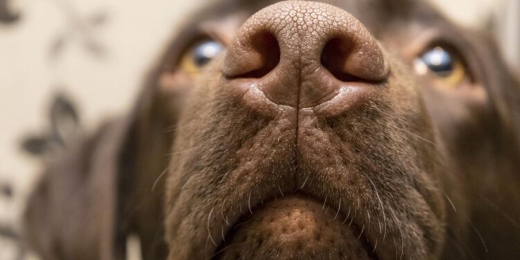 Dog Detects Long COVID Accurately