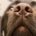 Dog Detects Long COVID Accurately