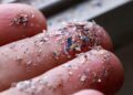 Microplastic Found In Eagle Blood