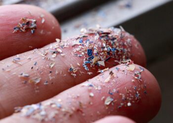 Microplastic Found In Eagle Blood