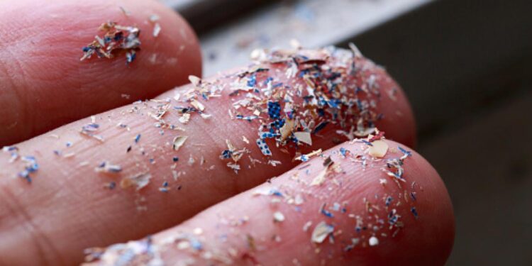 Microplastic Found In Eagle Blood