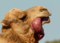 Camel Vaccine Halves Heat Deaths