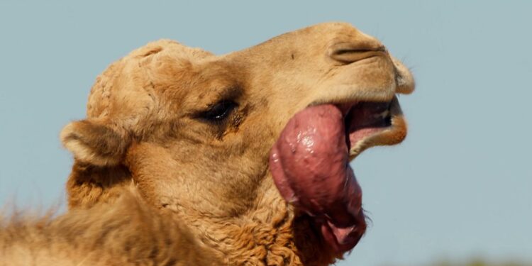 Camel Vaccine Halves Heat Deaths