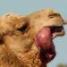 Camel Vaccine Halves Heat Deaths